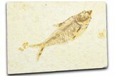 Fossil Fish (Diplomystus) - Wyoming #360727-1